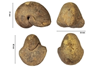 Sinuites hispanica